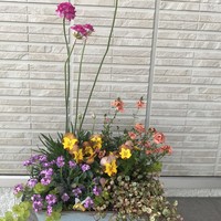 ブリキ缶を使って春の寄せ植えを作りま...