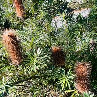 コーストバンクシア  #Banksia