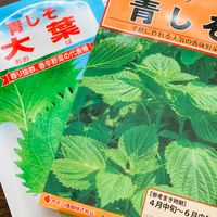 シソの写真 植物図鑑 みんなの趣味の園芸 Nhk出版