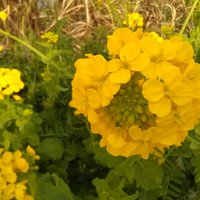 な花です💕 この子たちは、食べないで、...