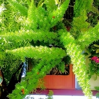 アスパラガス 観葉植物 とは 育て方図鑑 みんなの趣味の園芸 Nhk出版