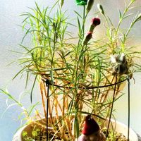 開花直前の『カーネーション❛カシスリボ...