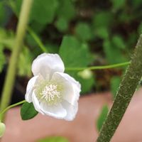 白花台湾梅花唐松が咲いて来ました～🎶