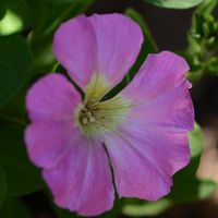 こぼれ種も大きく成り、開花です。