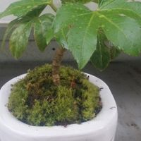 ヤツデの写真 植物図鑑 みんなの趣味の園芸 Nhk出版