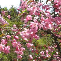 花海棠 春らしくていいのですが花期が短...