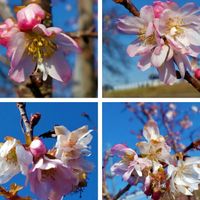 冬晴れの中、元気に開花中の『十月桜』🌸...