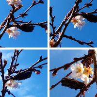 冬晴れの中、元気に開花中の『十月桜🌸』...