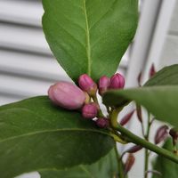 レモン🍋のお花の蕾、今年は、幾つ出来る...