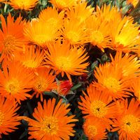 マツバギク 松葉菊 の写真 植物図鑑 みんなの趣味の園芸 Nhk出版