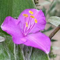 トラデスカンチアとは 育て方がわかる植物図鑑 みんなの趣味の園芸 Nhk出版