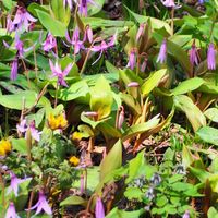 カタクリの花の群生。ピンクが綺麗でした。