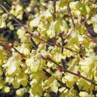 ヒュウガミズキの花が満開です。