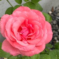 薔薇🌹  小さな挿し芽の薔薇にも綺麗なお...