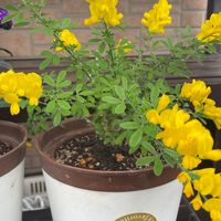 エニシダの種類 原種 品種 植物図鑑 みんなの趣味の園芸 Nhk出版