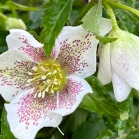 花壇の雑草が増え始める頃になると 開花...