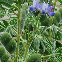 雨の朝公園横を歩いとったら 綺麗なお花...