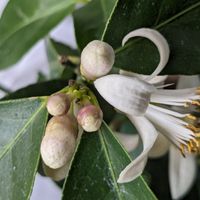 ユーレカレモン このように枝先に花が咲...