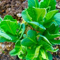 イタズラで植えてみた、キャベツの芯が...