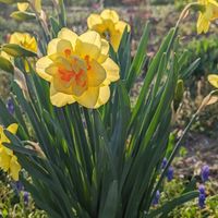 西日に透ける水仙の花