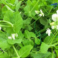 えんどう豆に花が咲き始めました。例年...