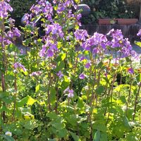 ボランティアの花壇のムラサキハナナ 苗...