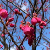 寒緋桜です。仕事帰りに公園で。