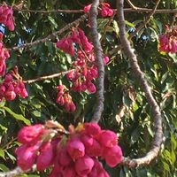 寒緋桜 植物園