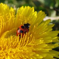 タンポポの中で🐞