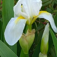 2024年4月13日 今日の花姿(初開花)  庭...