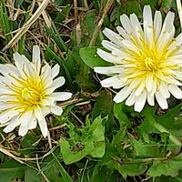 2024年4月12日 今日の出会い(タンポポ②)...