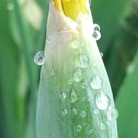 2024年4月22日 二番目です(雨滴も見てね...