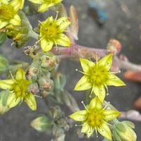 星形のセダムの花が咲いています  4/15