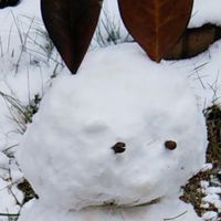 庭の雪だるま☃️の耳は泰山木の落葉🍂 目...