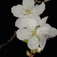 フユザクラ 冬桜 11月中旬 夜の散歩で ...