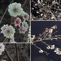 コブクザクラ 子福桜 今朝の散歩で 早朝...