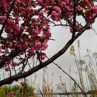 手賀沼と八重桜🌸