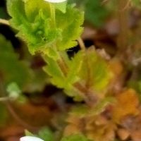 4月4日 白花オオイヌノフグリ こちらも...