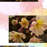 プリムラ ポリアンサ プリムラ ジュリアン の写真 48ページ目 植物図鑑 みんなの趣味の園芸 Nhk出版