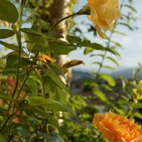 🏡撮れたて📸今朝のお庭から・・🌼🌳 ゴール...