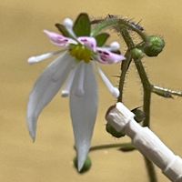 ユキノシタの花が咲きました。爪楊枝の...