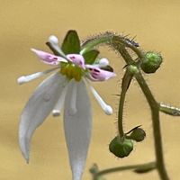 ユキノシタの花