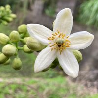 白い花シリーズ サワーポメロ 今年は何...