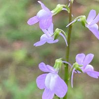 紫の花シリーズ マツバウンラン