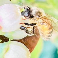 ブルーベリー サザンハイブッシュ系ピン...