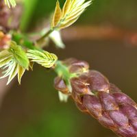 春遠い藤の花。 昨年までは3月中に開花...