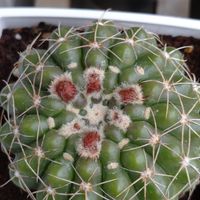 がんばれ〜🌵😀🌵去年は、一輪しかみること...