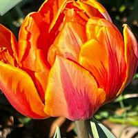 アイスチューリップ🌷  #Tulipa