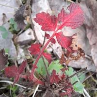 足元の小さな紅葉！