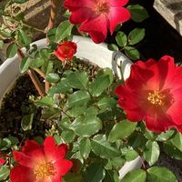 バラ・カクテル 鉢植えです❣️ ツル薔薇...